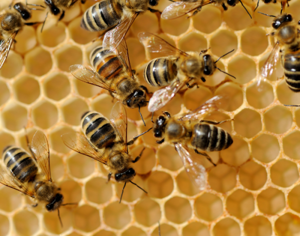 Image for event: Meet the Bees